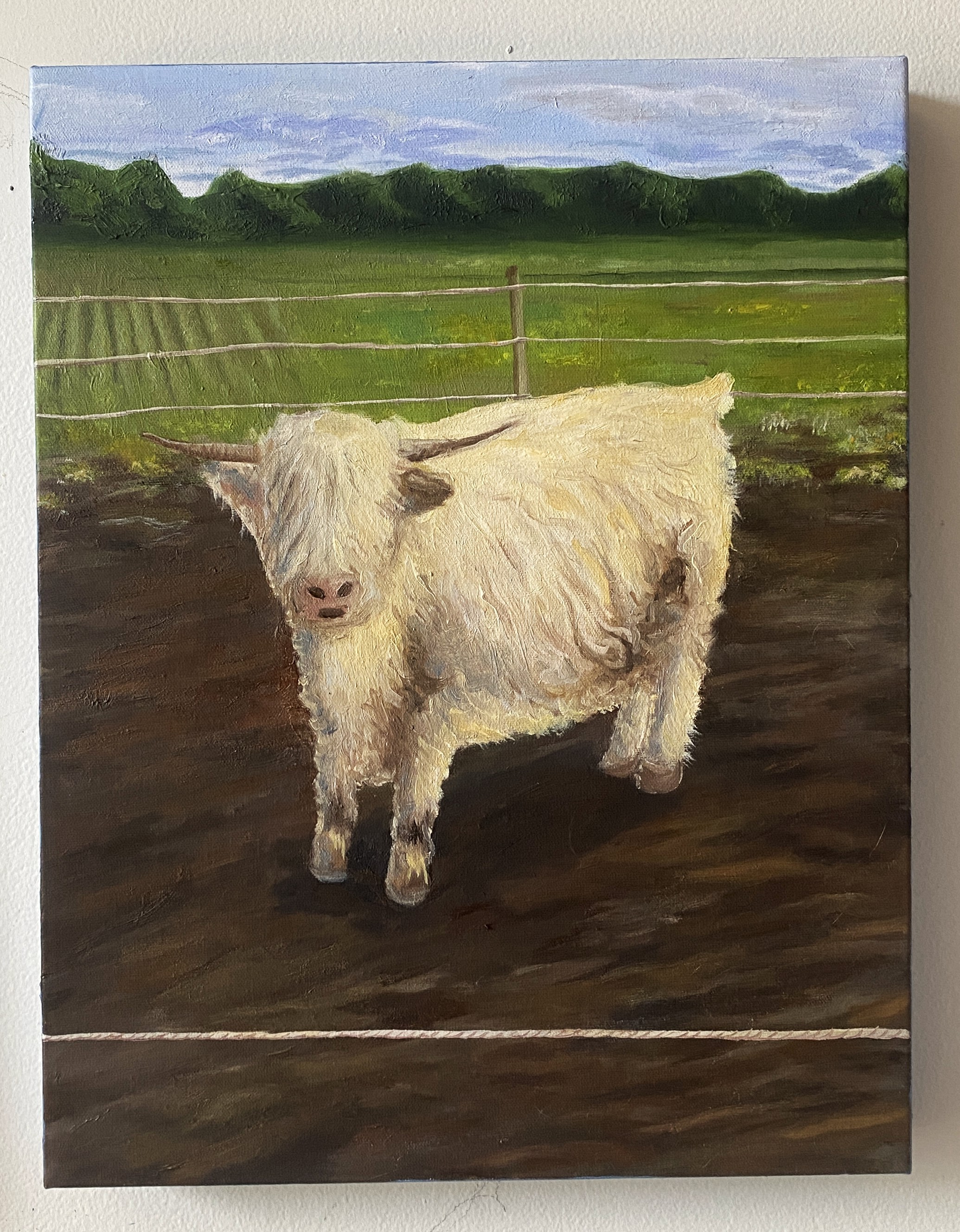 Cow